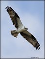 _0SB9300 osprey